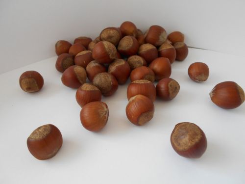 filbert hazelnut nuts