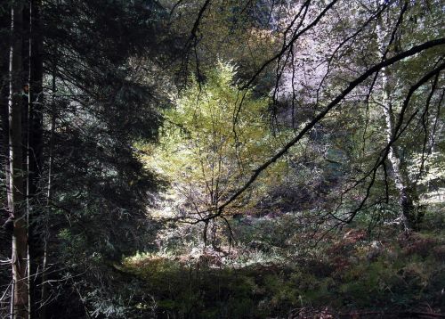 filigree forest trees