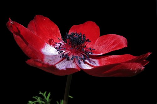 filled anemone  red  blossom