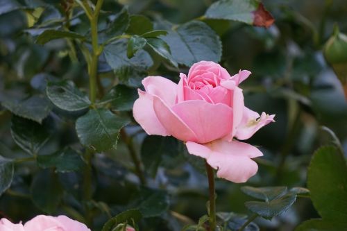 filled rose blossom bloom
