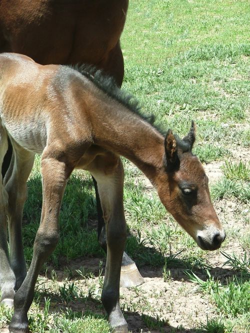 filly newborn bay