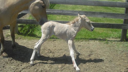 filly horse newborn