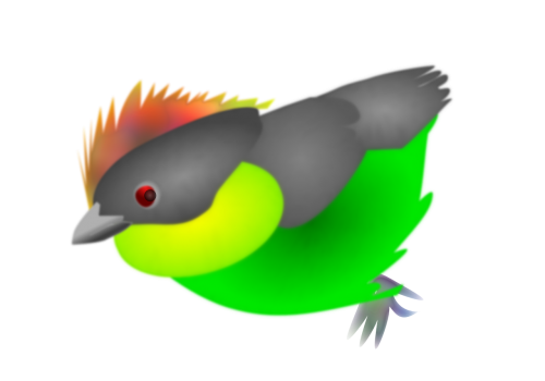 finch bird colombia