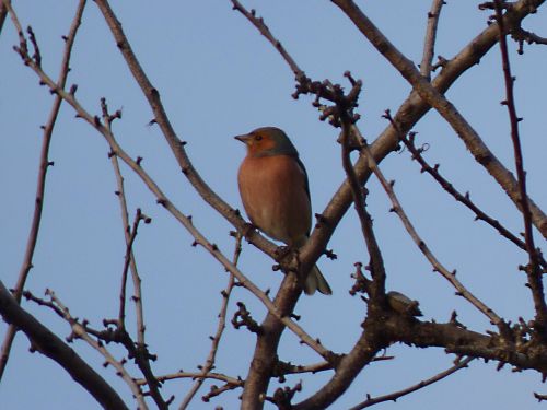 finch bird pinsa