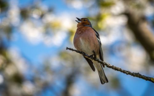 finch bird singer