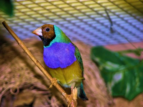 finch colorful bird