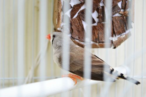finches birds evolution