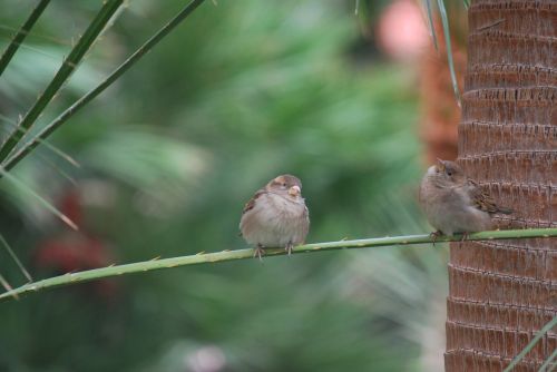 finches bird wildlife