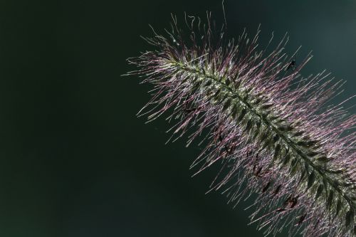 fine hairs alpine plant