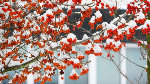 fine berry red berries