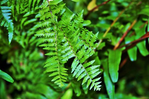 Fine Fern Leaves