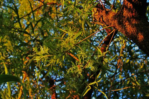 Fine Flowers Of Karee Tree