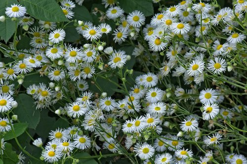 fine jet  flowers  occupation herb white