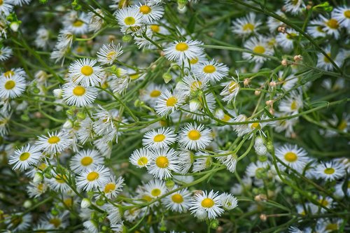 fine jet  flowers  occupation herb white