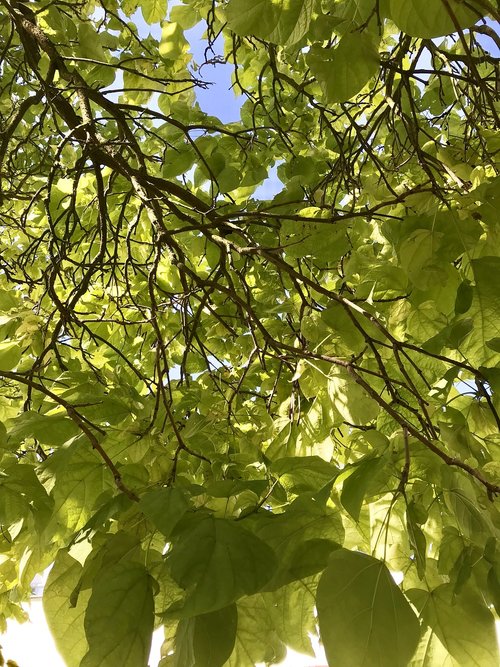 finery  nature  trees