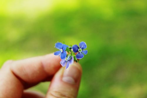 forget me not flower blue