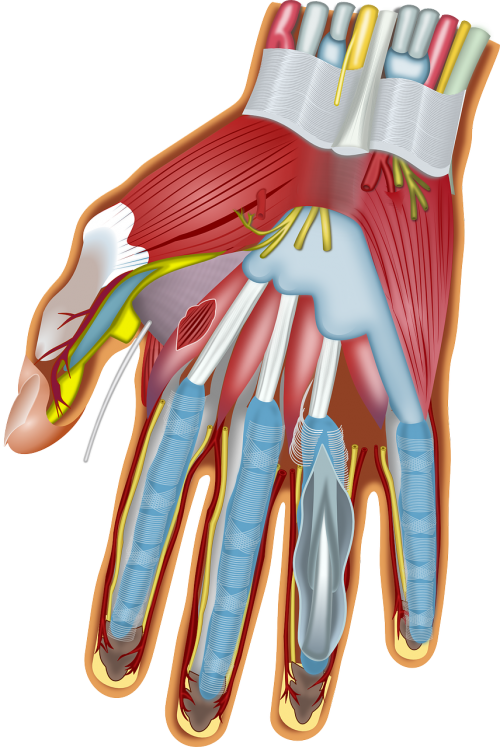 finger hand anatomy