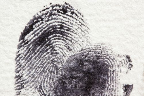fingerprint daktylogramm papillary