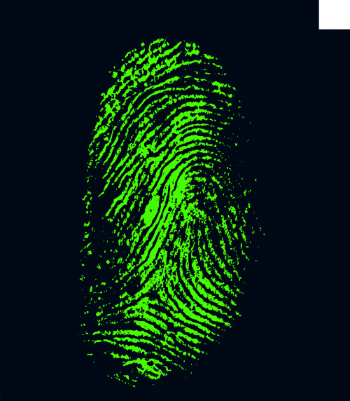 fingerprint daktylogramm papillary