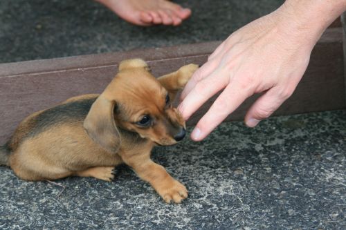 &#039;fingers Are Also Tasty&#039; Puppy
