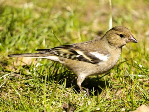 fink chaffinch bird