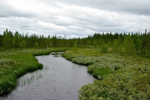 finland forest tundra