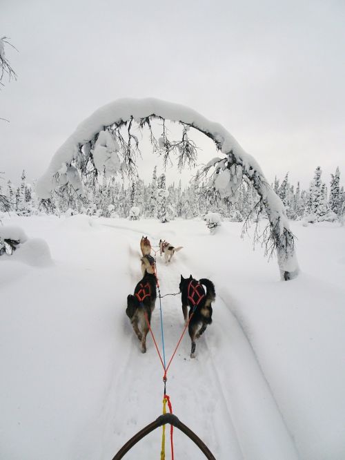 finland winter wintry