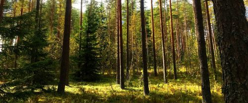finland forest nature