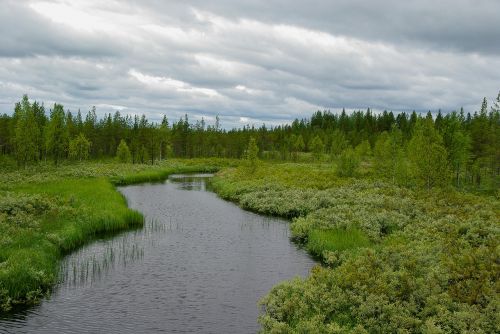 finland forest taiga