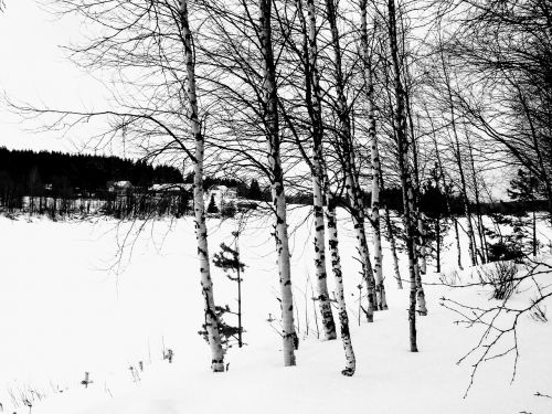 finland birch snow