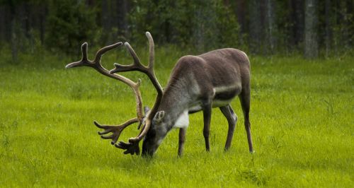 finland reindeer browse