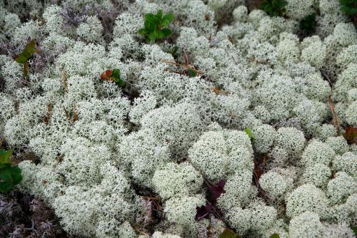 finland lichens foams