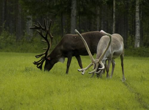 finland rennes deer