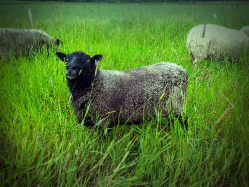 finland summer the sheep green