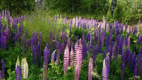 finnish high summer flower