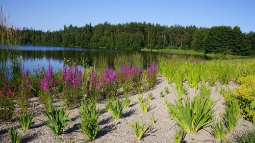 finnish landscape summer