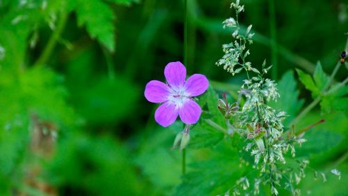 finnish wild flower hay