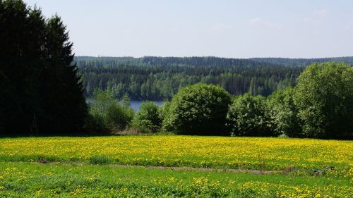 finnish landscape field