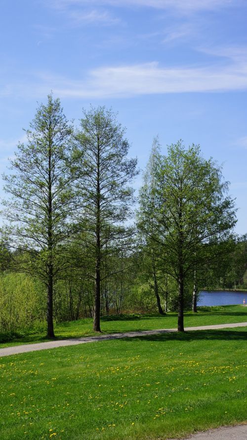 finnish landscape deciduous trees