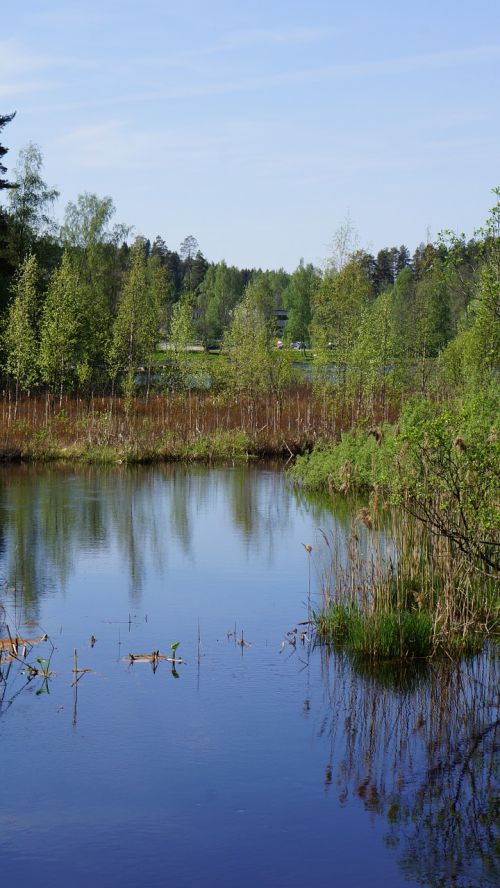 finnish landscape swamp