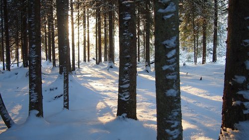 finnish  finland  nature