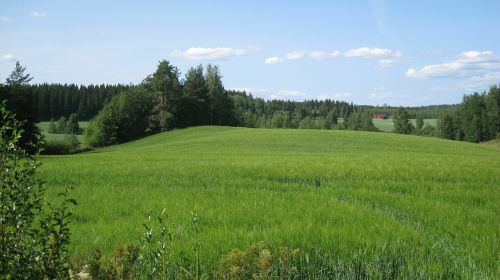 finnish summer field