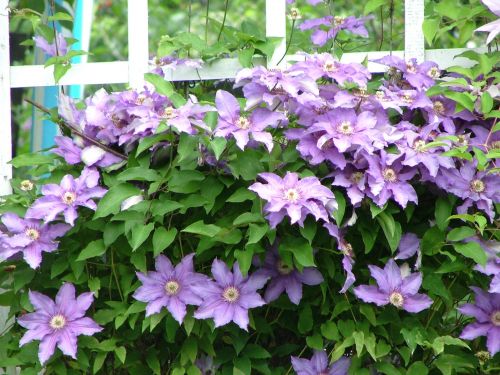 Purple Flowers