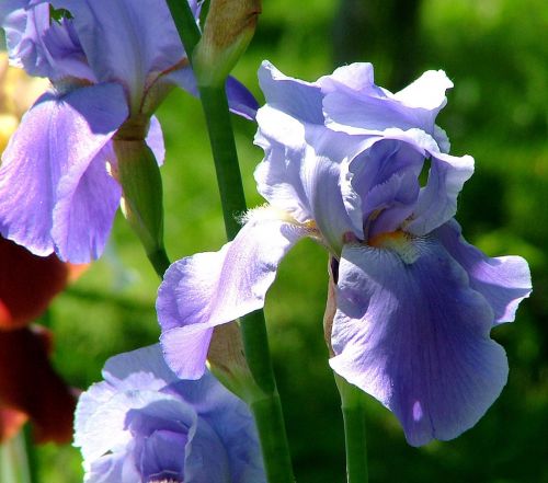 Purple Flower