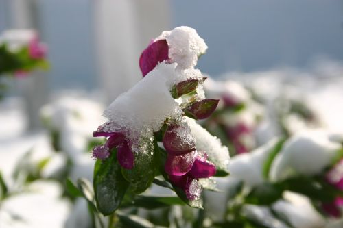 fiore inverno neve
