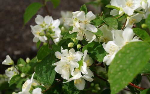 fiore d'angelo filadelfo jasmine of the madonna