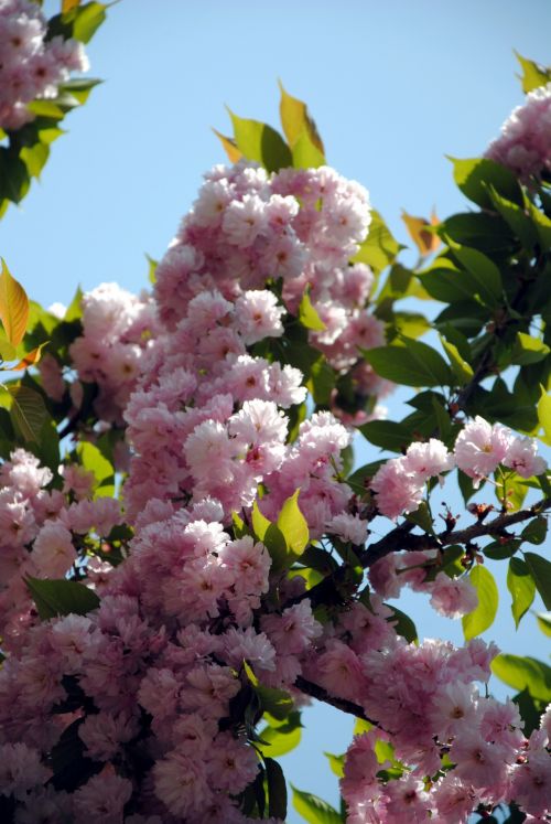 Pink Flower