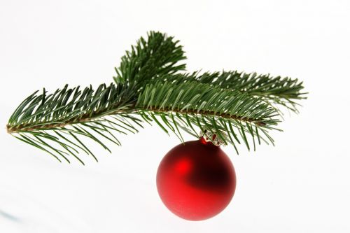 fir nordmann fir christmas tree