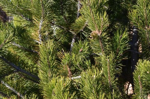 fir pine tree