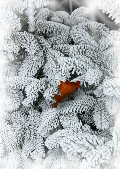 fir snow leaf